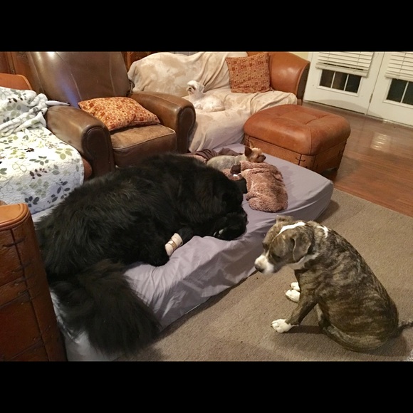 CrAzy Dog Lady! 🐶💖🐾 - Picture 8 of 16